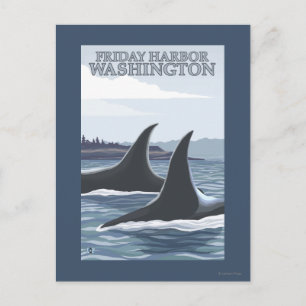 Orca Whales #1 - Friday Harbour, Washington Postcard