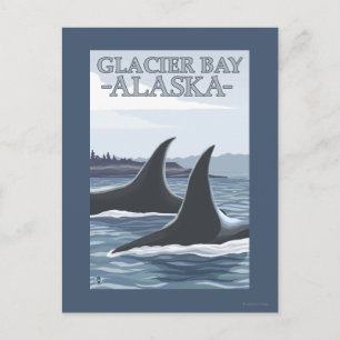 Orca Whales #1 - Glacier Bay, Alaska Postcard