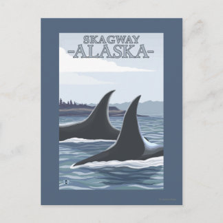 Orca Whales #1 - Skagway, Alaska Postcard