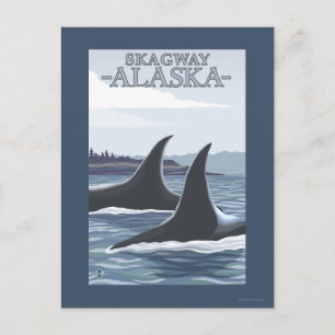 Orca Whales #1 - Skagway, Alaska Postcard