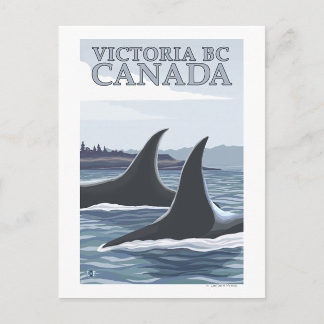Orca Whales #1 - Victoria, BC Canada Postcard (Front)