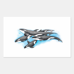 orcas in blue rectangular sticker