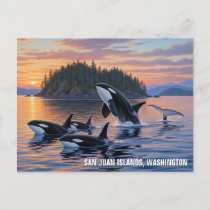 Orcas in Washington san juan islands travel Postcard