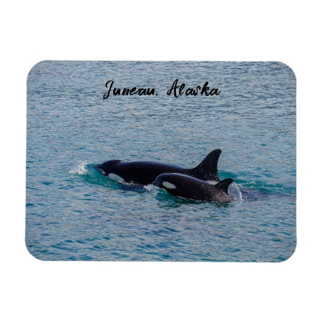 Orcas - Juneau, Alaska - Travel Souvenir Magnet (Horizontal)