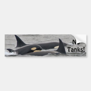Orcas "No Tanks" Bumper Sticker
