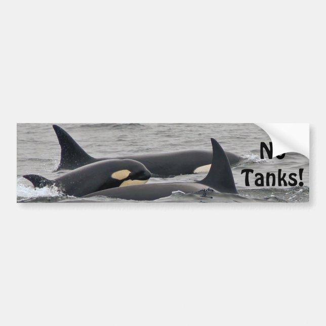 Orcas "No Tanks" Bumper Sticker (Front)