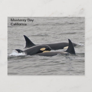 Orcas on the Monterey Bay Postcard