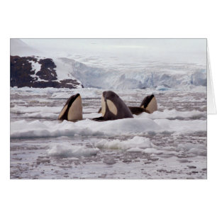 Orcas Spyhopping Card