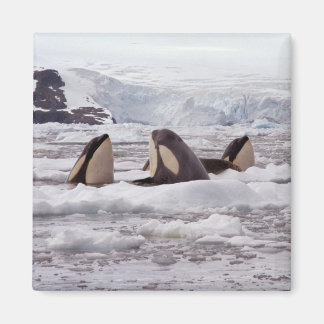 Orcas Spyhopping Magnet