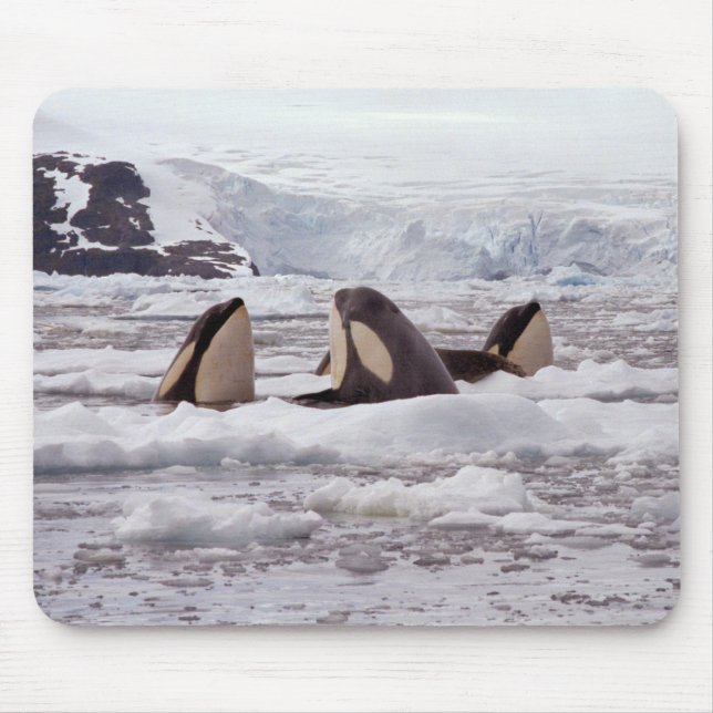 Orcas Spyhopping Mouspad Mouse Mat (Front)