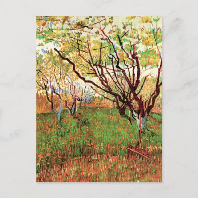 Orchard in Blossom by Vincent van Gogh Postcard (Front)
