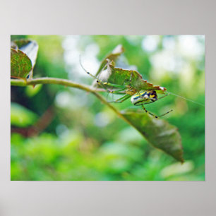 Orchard Orbweaver Spider - Leucauge venusta Poster