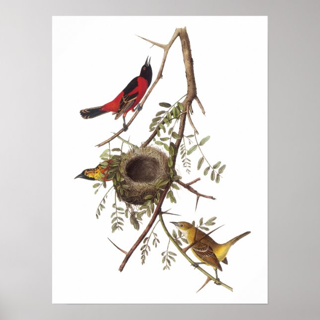 Orchard Oriole by Audubon Poster (Front)
