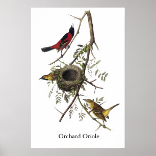 Orchard Oriole - John James Audubon Poster