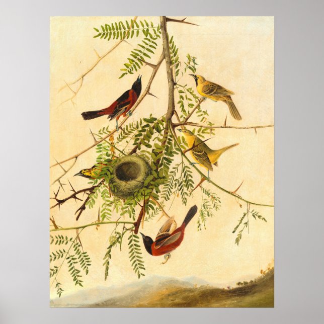 Orchard Oriole - Joseph Kidd Fine Art Poster (Front)