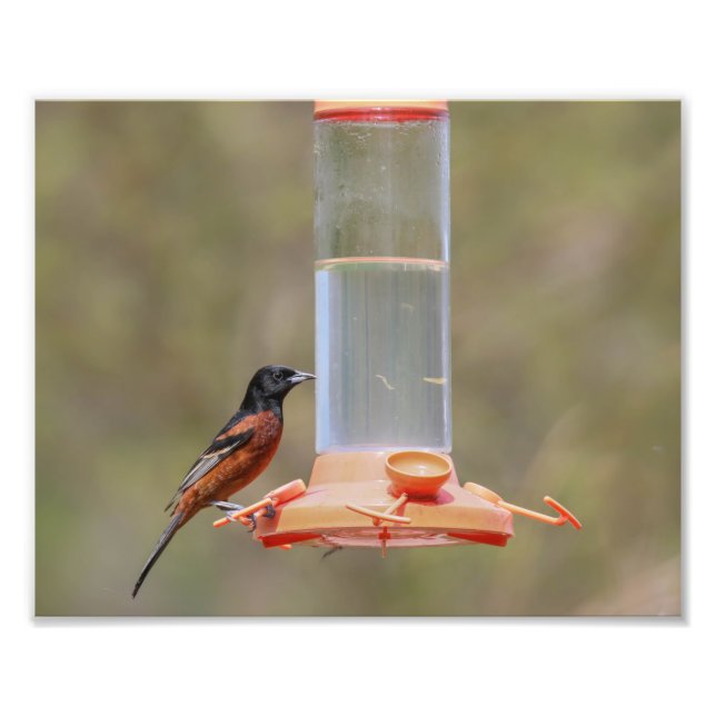 Orchard Oriole Male At Feeder Photo Print (Front)