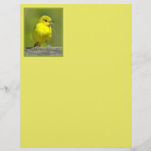 Orchard Oriole - Original Photograph
