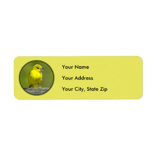 Orchard Oriole - Original Photograph