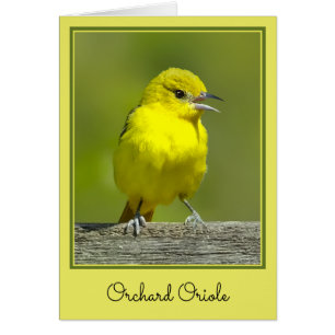 Orchard Oriole - Original Photograph