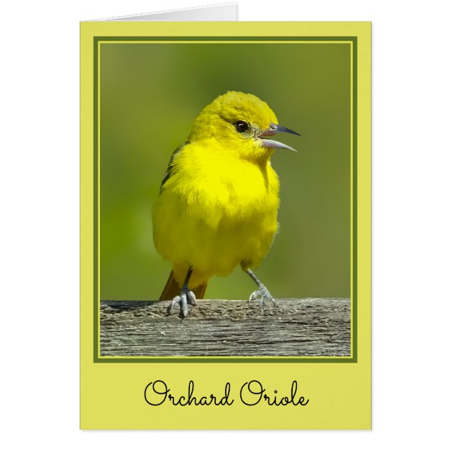 Orchard Oriole - Original Photograph (Front)