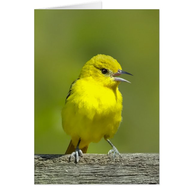 Orchard Oriole - Original Photograph (Front)