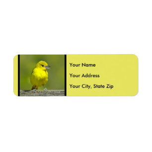 Orchard Oriole - Original Photograph