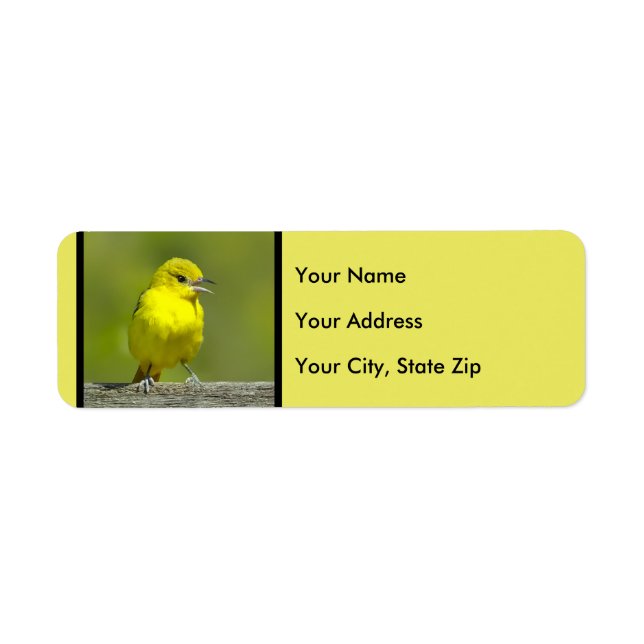 Orchard Oriole - Original Photograph (Front)
