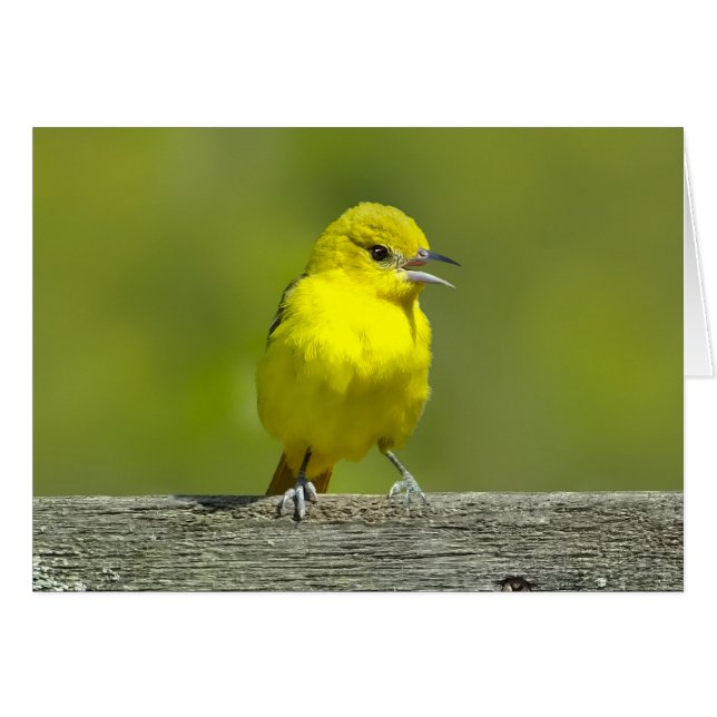 Orchard Oriole - Original Photograph (Front Horizontal)
