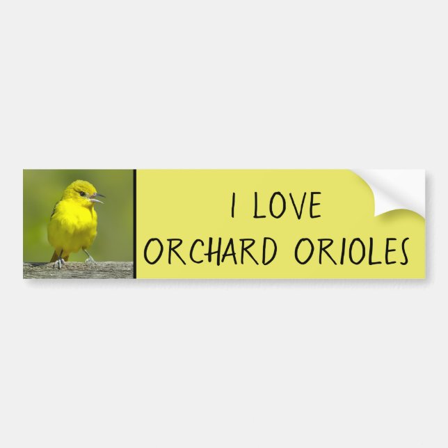 Orchard Oriole - Original Photograph Bumper Sticker (Front)