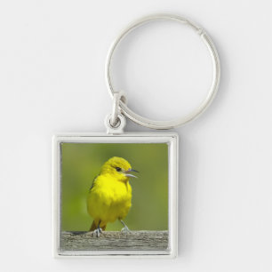 Orchard Oriole - Original Photograph Key Ring