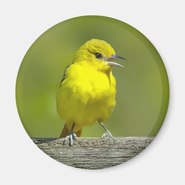 Orchard Oriole - Original Photograph Magnet (Front)
