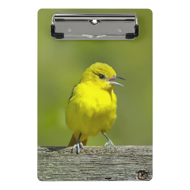 Orchard Oriole - Original Photograph Mini Clipboard (Front)