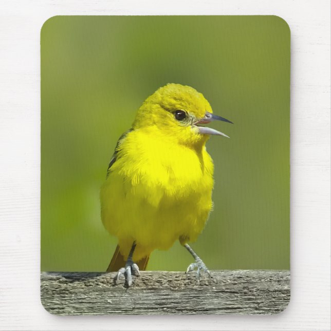 Orchard Oriole - Original Photograph Mouse Mat (Front)