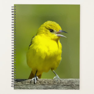 Orchard Oriole - Original Photograph Planner
