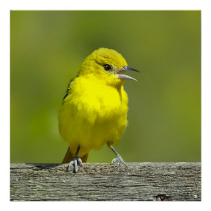 Orchard Oriole - Original Photograph Poster