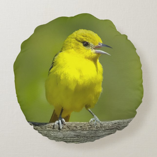 Orchard Oriole - Original Photograph Round Cushion (Back)