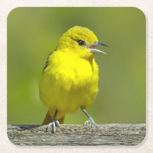 Orchard Oriole - Original Photograph Square Paper Coaster