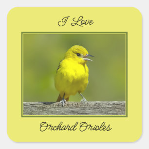 Orchard Oriole - Original Photograph Square Sticker