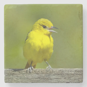 Orchard Oriole - Original Photograph Stone Coaster