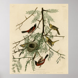 Orchard Oriole Poster