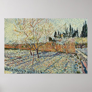Orchard With Cypress By Vincent Van Gogh Poster