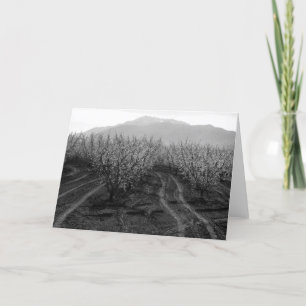 Orchards at Banning Heights, Mt. San Jacinto, 1966 Card