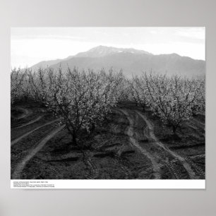 Orchards at Banning Heights, Mt. San Jacinto, 1966 Poster