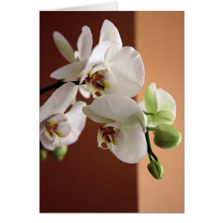 Orchid