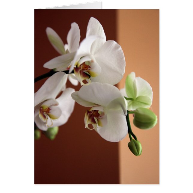 Orchid (Front)