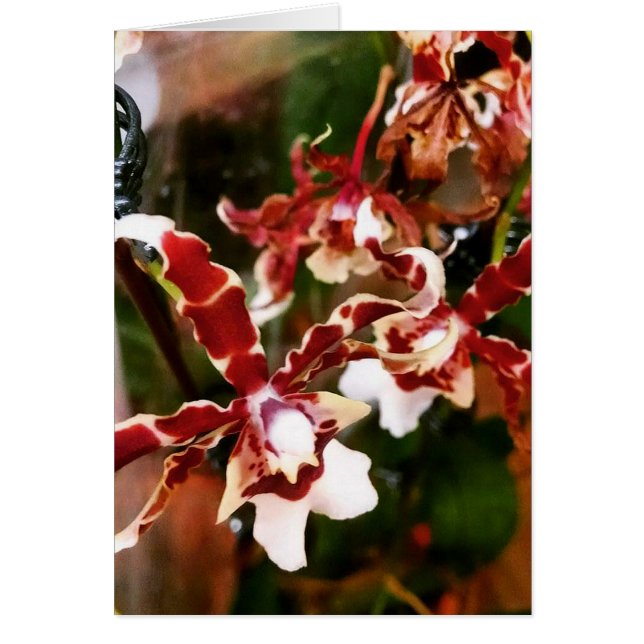 Orchid (Front)