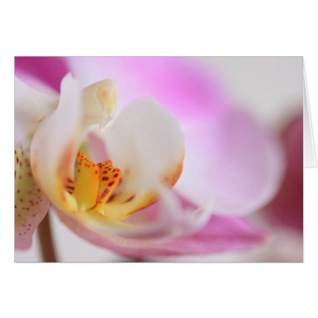 Orchid (Front Horizontal)