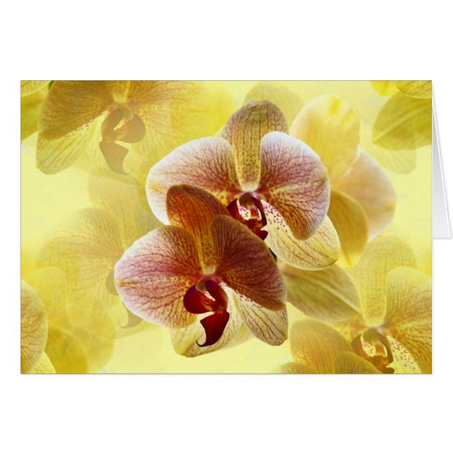 orchid (Front Horizontal)