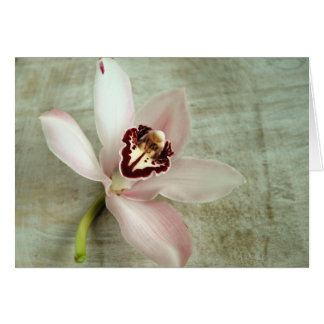 Orchid
