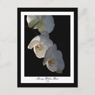 Orchid 002 Postcard